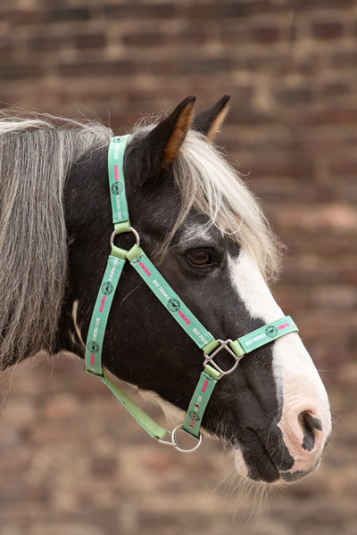 Schecke mit Halfter Mint