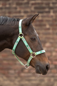 Braune Pferd mit Halfter Mint